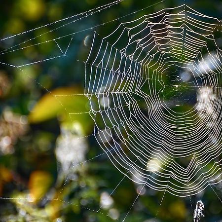 Ferienwohnung Gawra Gustawa Ustrzyki Dolne Exterior foto